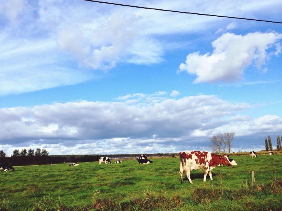 Ter Polders 2*
